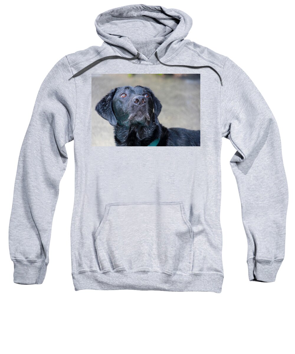 Photograph Sweatshirt featuring the photograph Waiting On Your Command by Sheila Wedegis