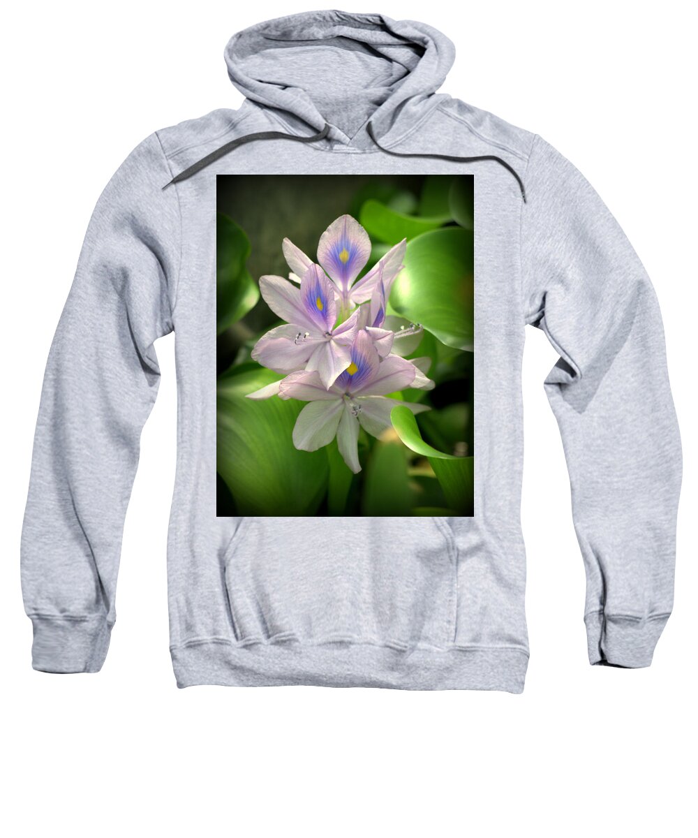 Plant Sweatshirt featuring the photograph Water Hyacinth Flower Eichhornia crassipes by Nathan Abbott