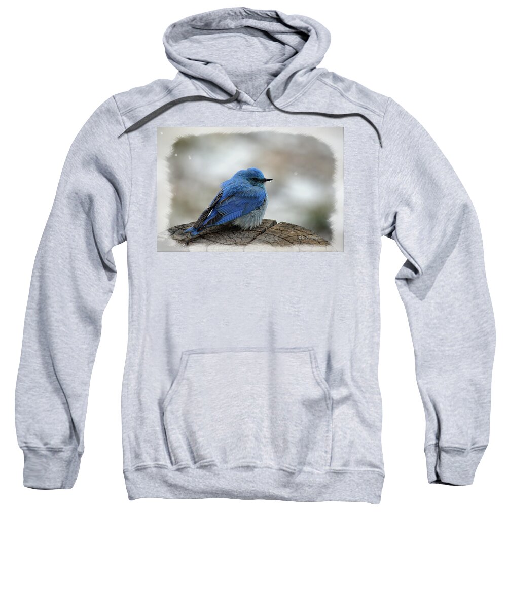 Mountain Bluebird Sweatshirt featuring the photograph Mountain Bluebird on Cold Day by Kae Cheatham