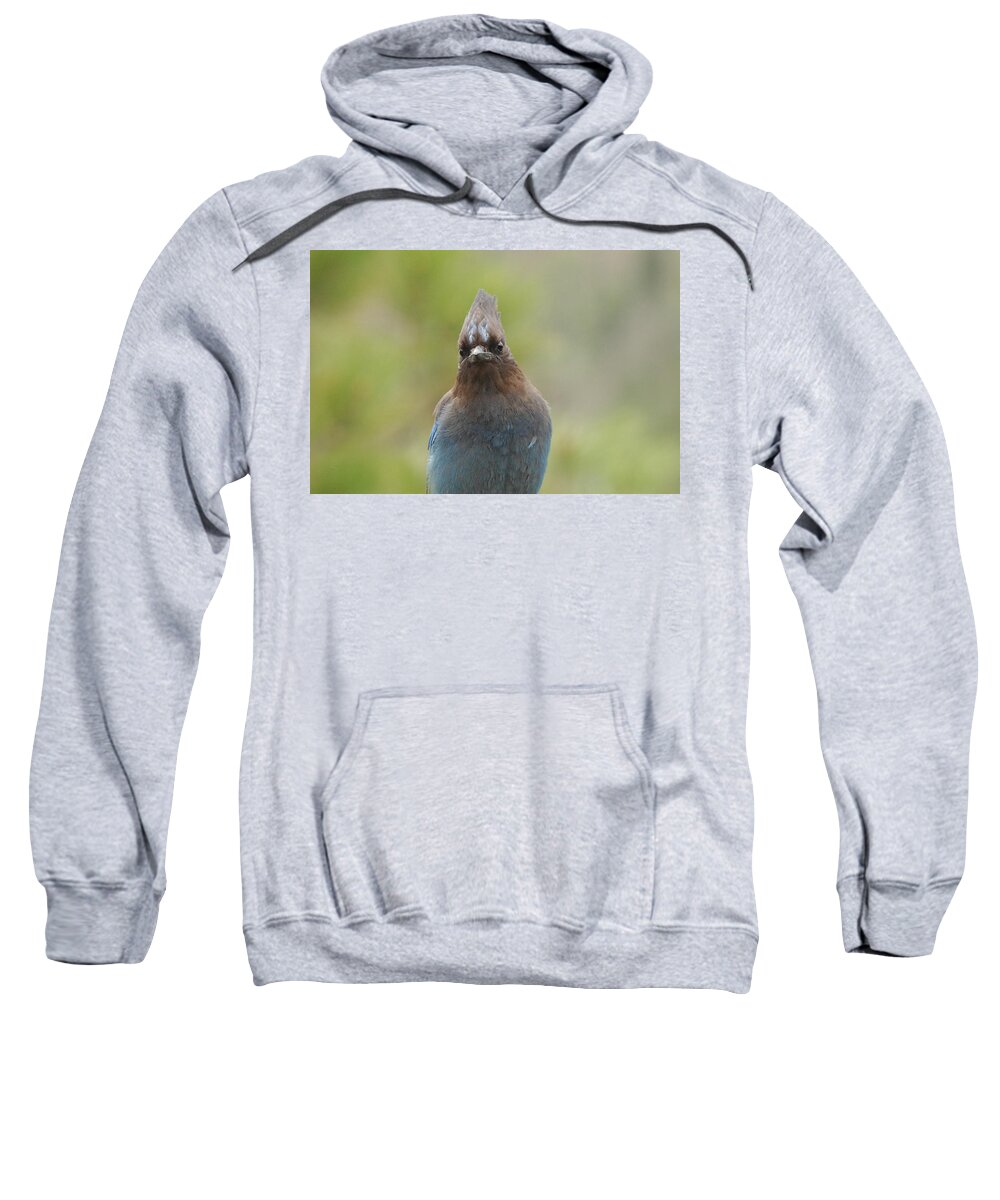 Bird Sweatshirt featuring the photograph Whadda You Lookin At by Donna Blackhall