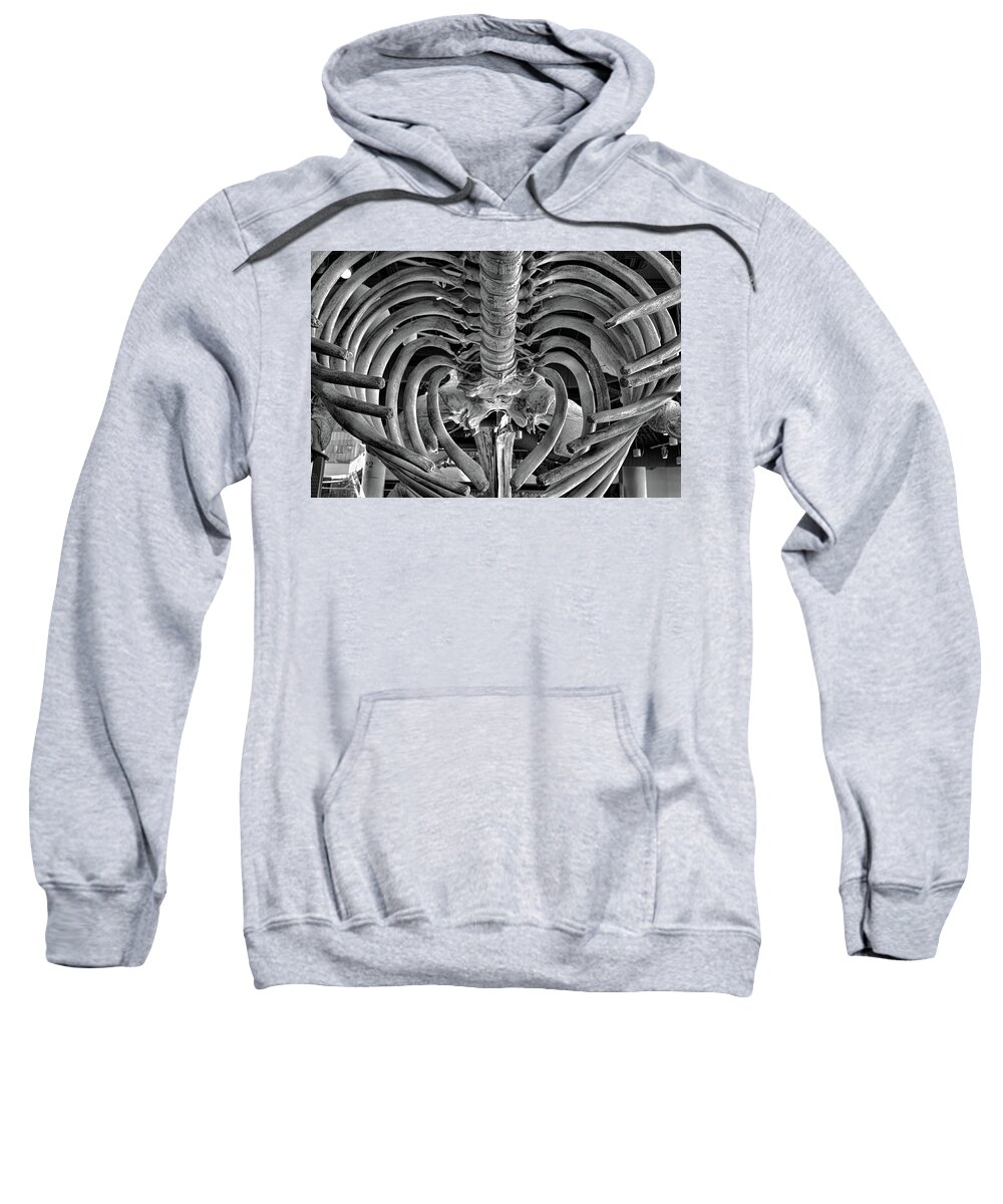 Whale Rib Cage Adult Pull Over Hoodie For Sale By Selena Lorraine