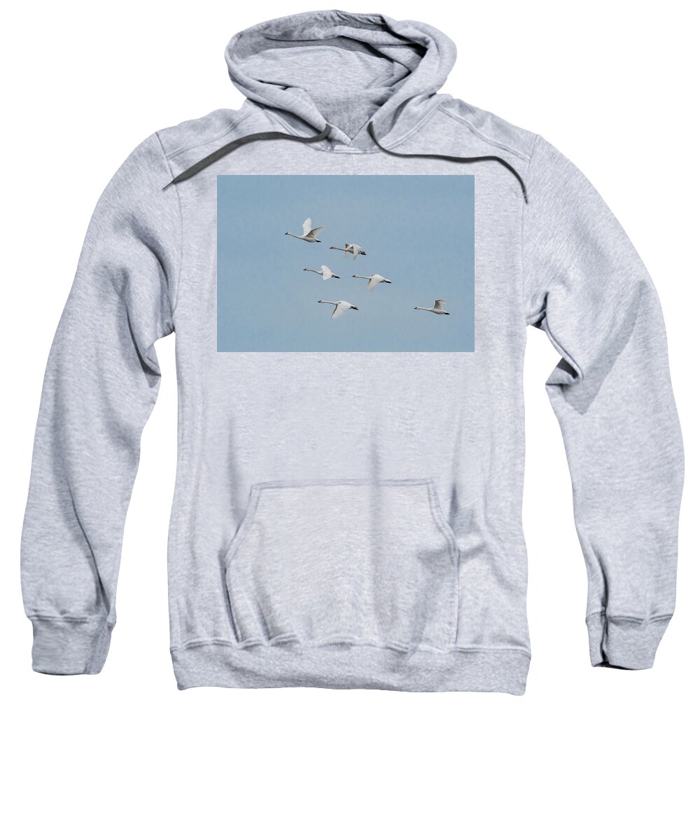 Nature Sweatshirt featuring the photograph Whistling Swan in Flight by Donald Brown