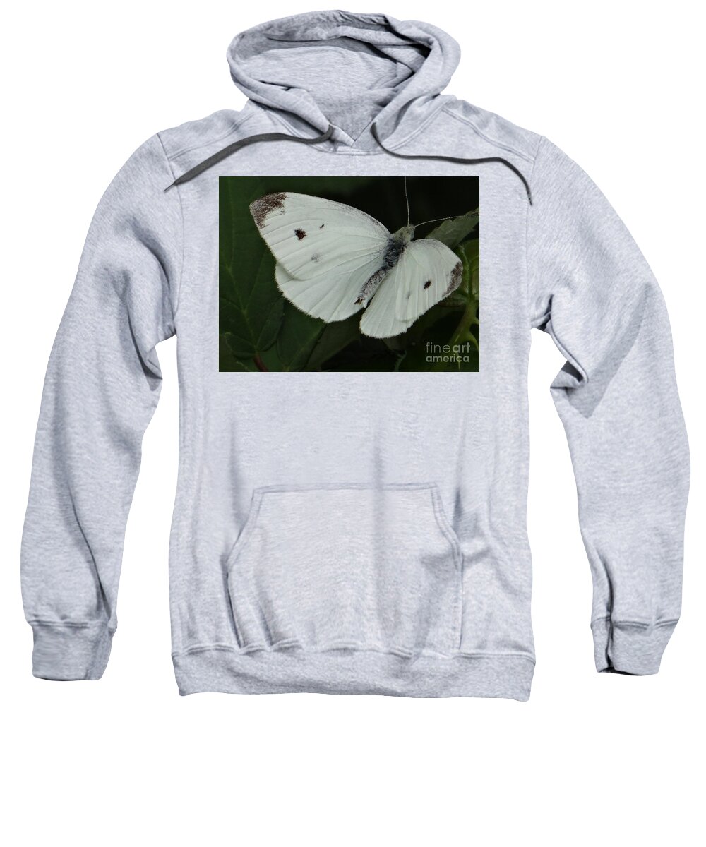 Butterfly Sweatshirt featuring the photograph White butterfly by Karin Ravasio