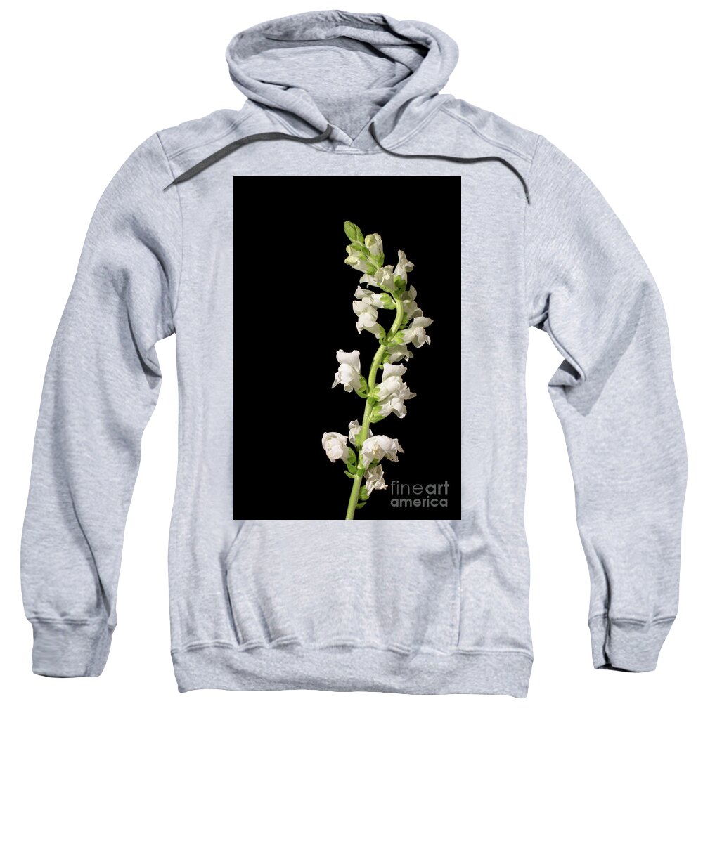 Snapdragon Sweatshirt featuring the photograph White Snapdragons on Black Botanical / Nature / Floral Photograph by PIPA Fine Art - Simply Solid