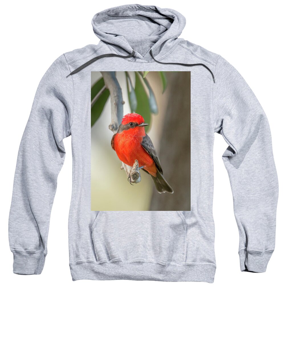 American Southwest Sweatshirt featuring the photograph Winged Zorro by James Capo