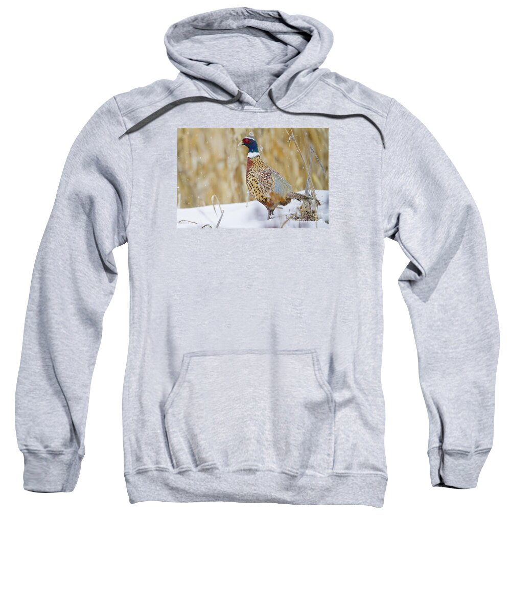 Pheasant Sweatshirt featuring the photograph Winter Color by Douglas Kikendall