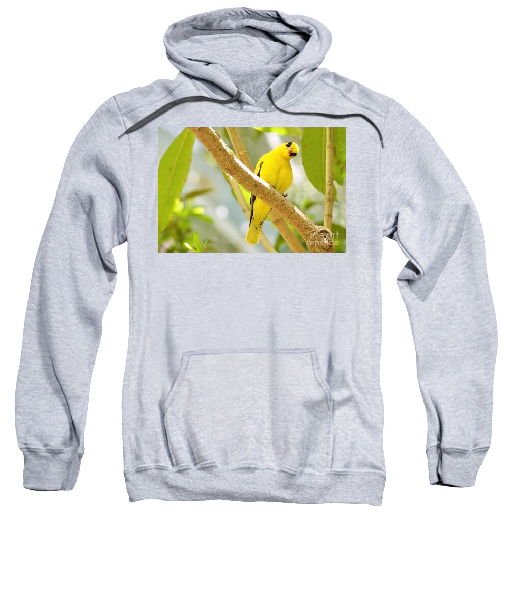 Photography Sweatshirt featuring the photograph You Looking at Me? by Sean Griffin