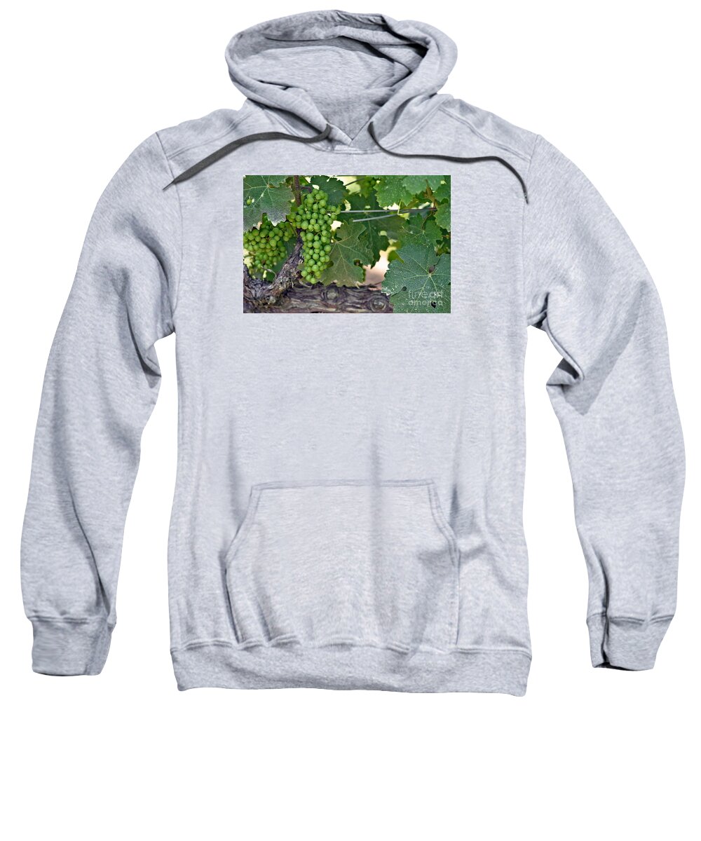 Plant Sweatshirt featuring the photograph Young Grapes by Kathy Strauss