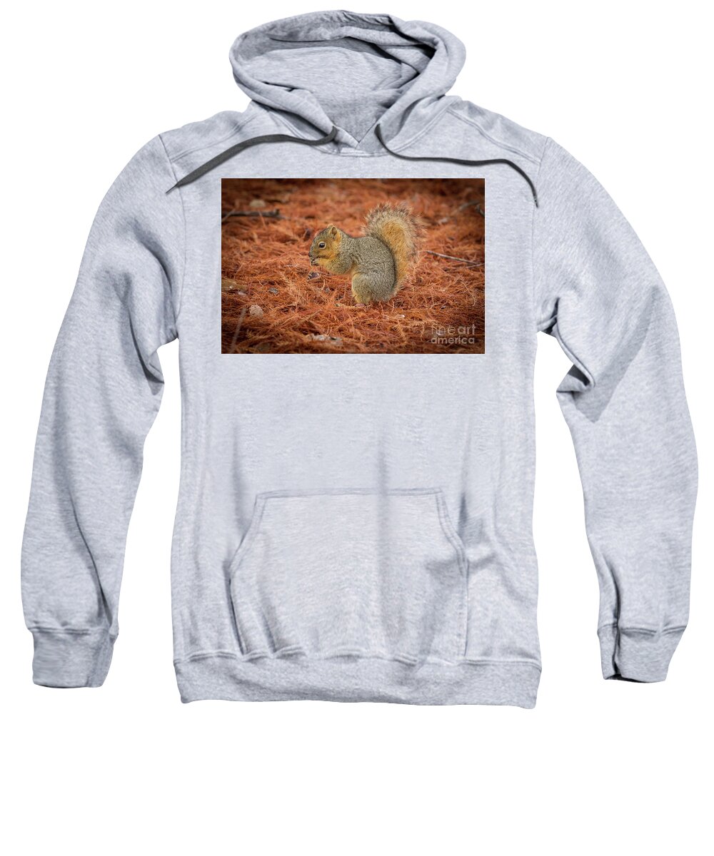2016 Sweatshirt featuring the photograph Yum Yum Nuts Wildlife Photography by Kaylyn Franks   by Kaylyn Franks