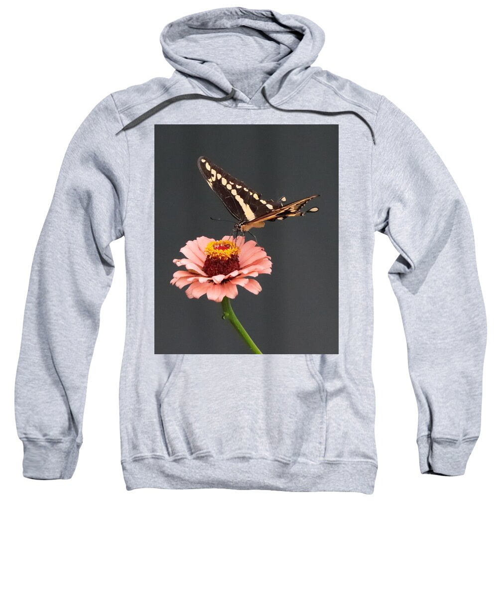 Zinnia Sweatshirt featuring the photograph Zinnia with Butterfly 2702 by John Moyer