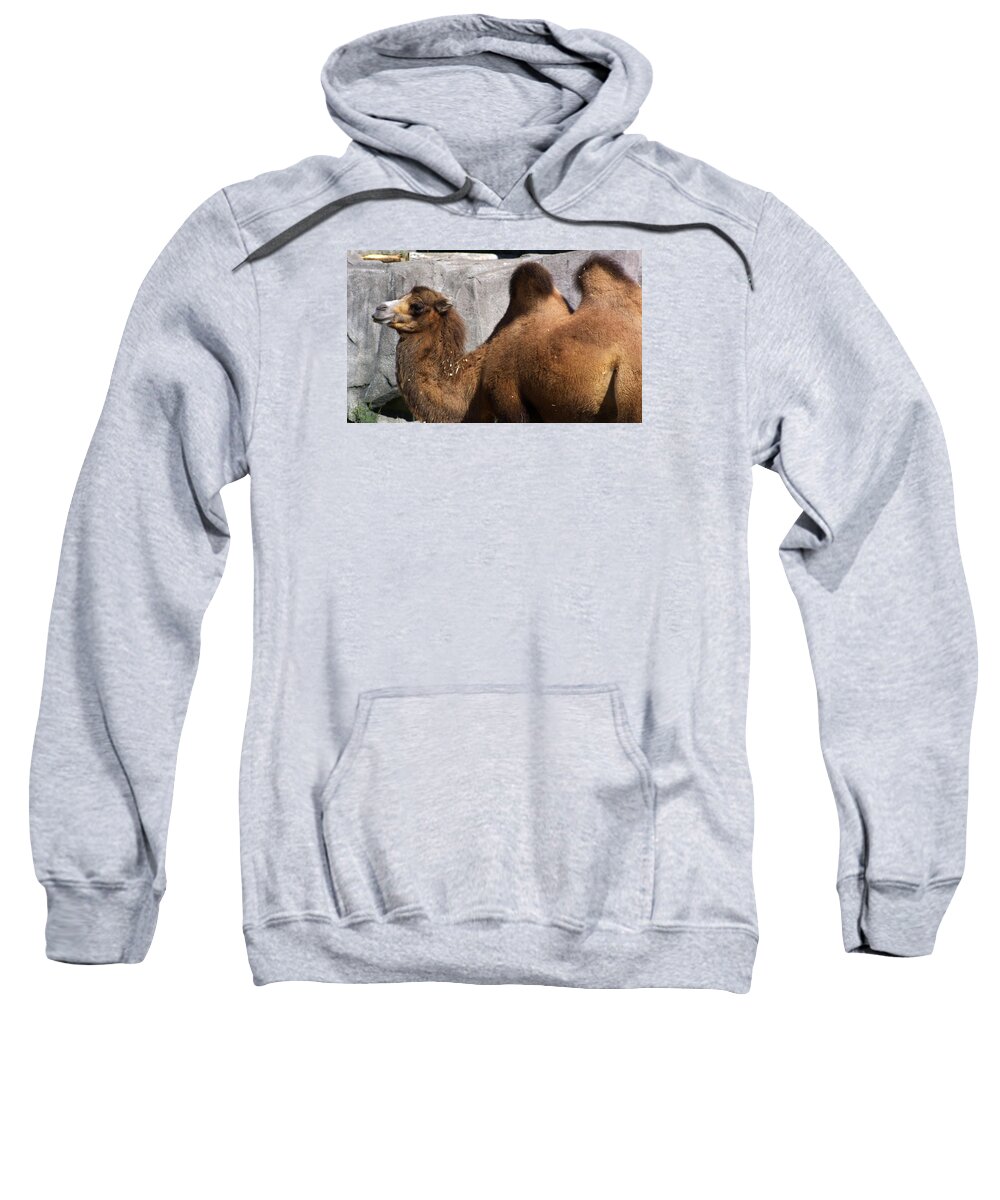 Zoo Sweatshirt featuring the photograph Zoo Scapes by Jean Wolfrum