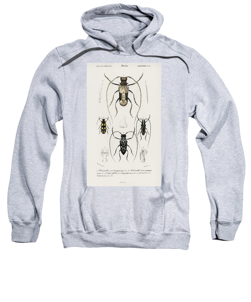 Bug Sweatshirt featuring the painting Different types of beetles illustrated by Charles Dessalines D' Orbigny 1806-1876 12 #1 by Celestial Images