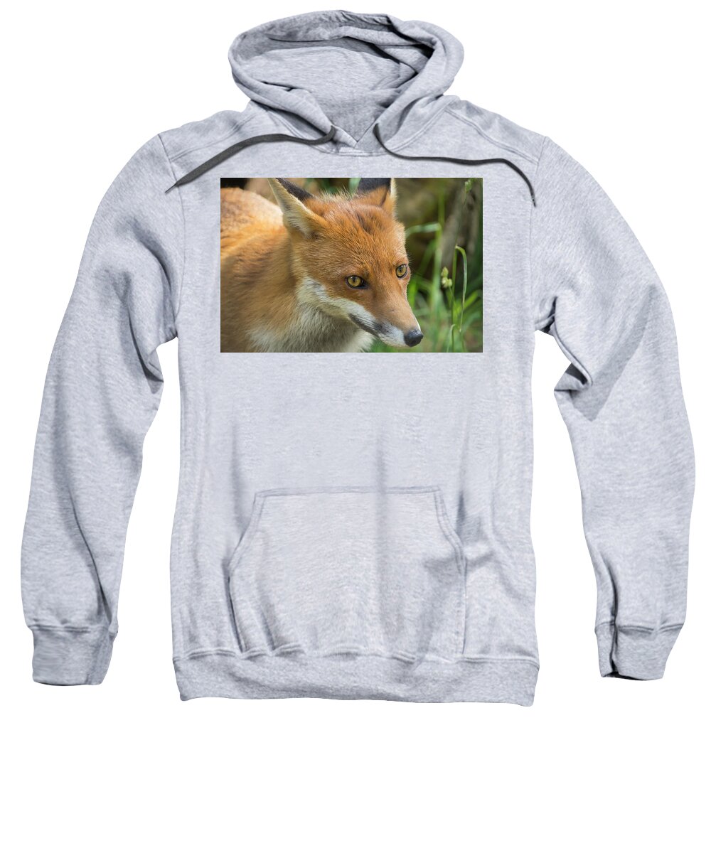 Red Sweatshirt featuring the photograph Red Fox #1 by Kuni Photography