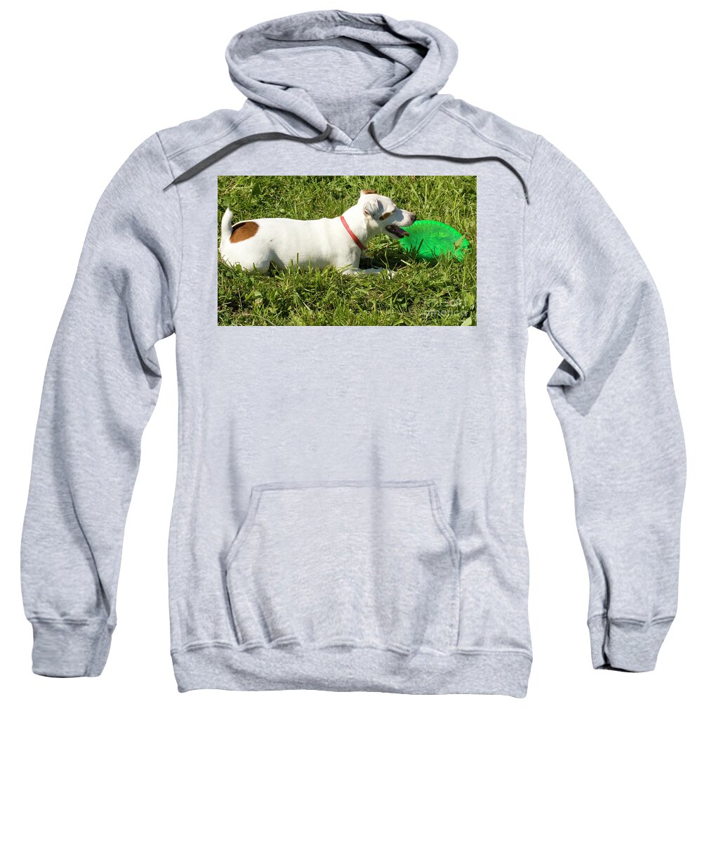 Labrador Sweatshirt featuring the photograph White labrador dog #1 by Irina Afonskaya