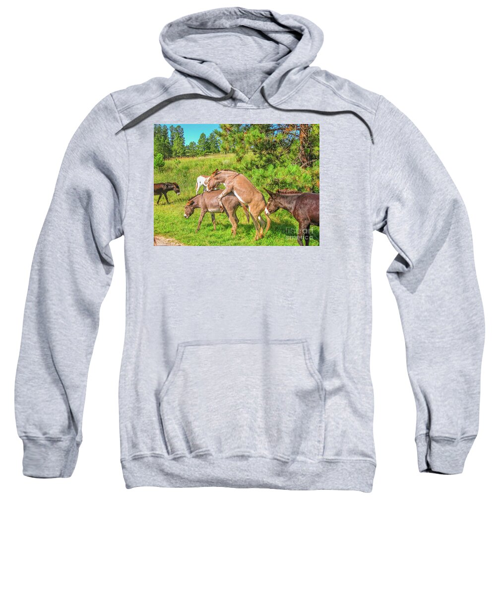Donkeys Mating Sweatshirt featuring the photograph Wild Donkeys mating #1 by Benny Marty