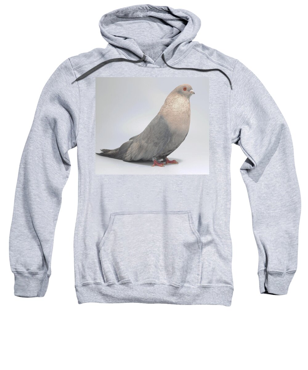 Bird Sweatshirt featuring the photograph Egyptian Swift Kazghndy by Nathan Abbott