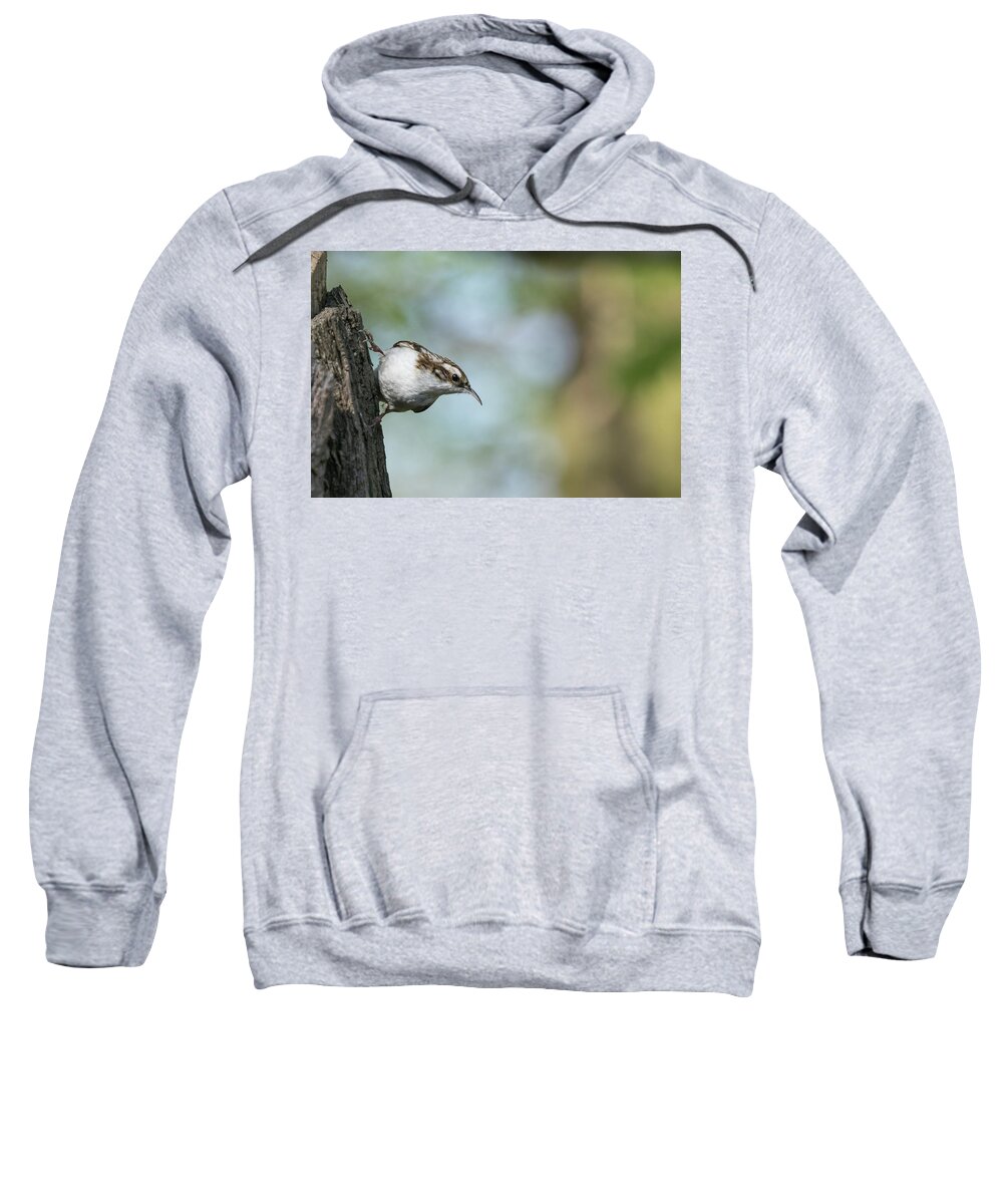 Photography Sweatshirt featuring the photograph Treecreeper #1 by Wendy Cooper