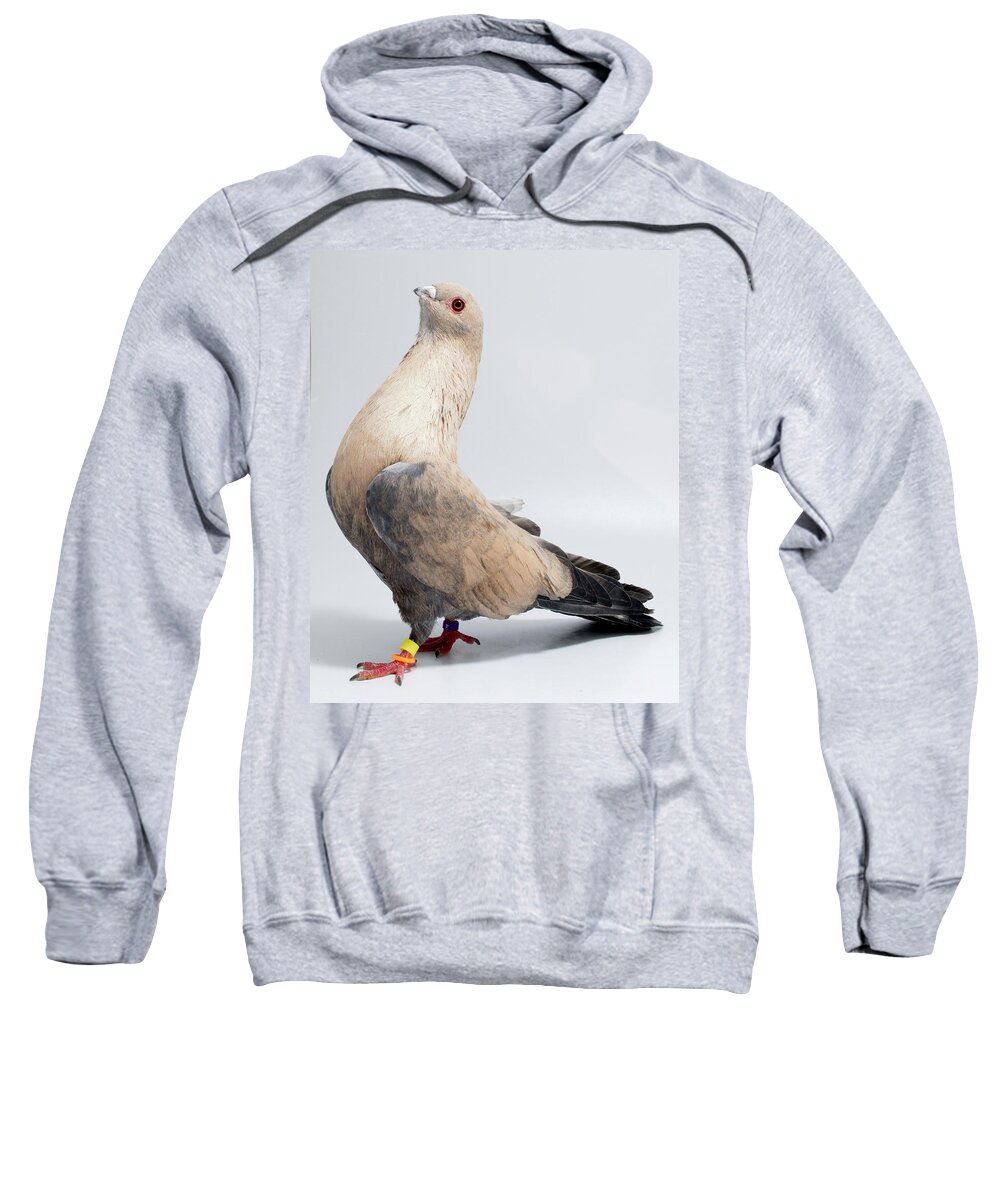 Bird Sweatshirt featuring the photograph Egyptian Swift Gkwgangy by Nathan Abbott