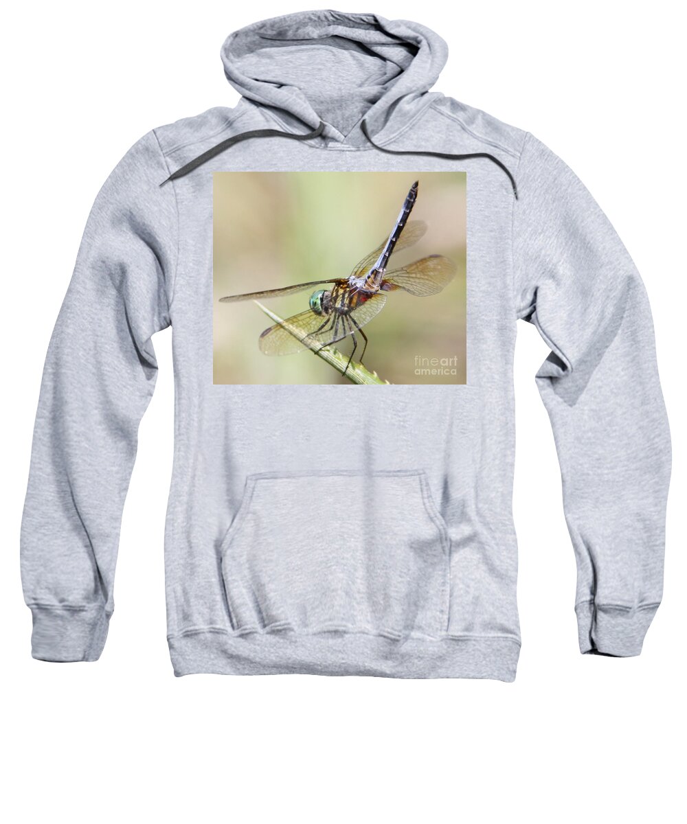Colorful Sweatshirt featuring the photograph A Beautiful Dragon Fly Landed on my Pineapple Plant by Philip And Robbie Bracco