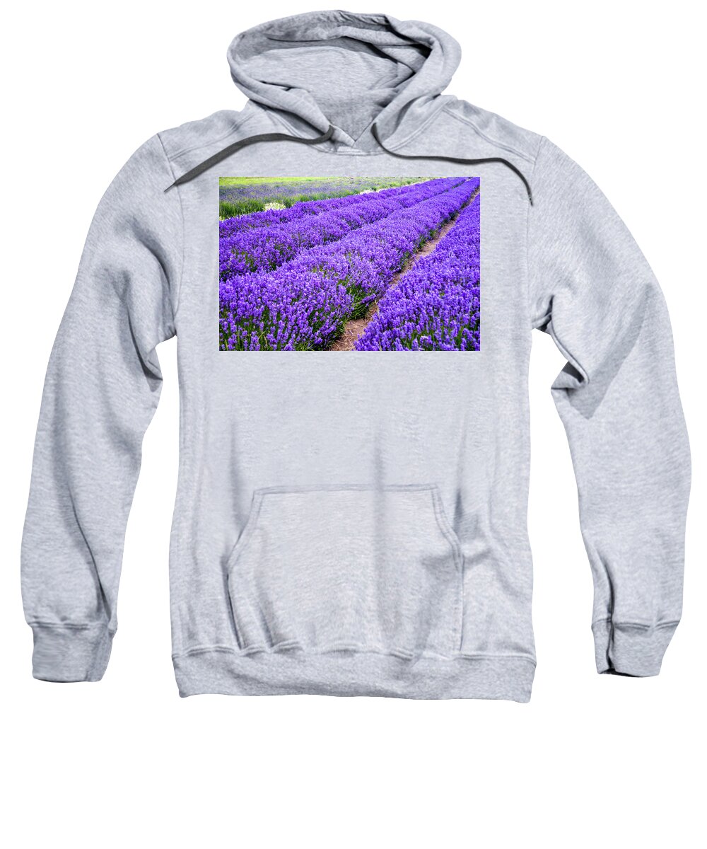 Lavender Sweatshirt featuring the photograph Oceans of Lavender, its harvest time by Leslie Struxness