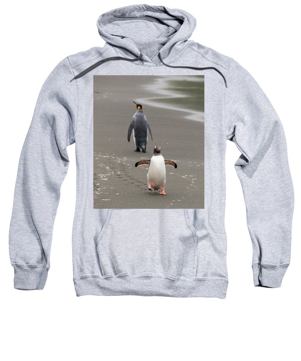 Penguin Sweatshirt featuring the photograph Agree to Disagree by Alex Lapidus