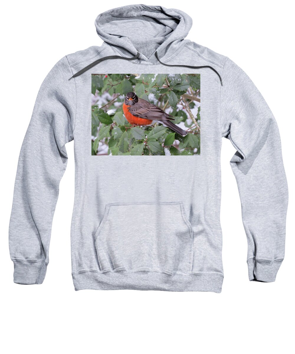 Robin Sweatshirt featuring the photograph Angry Robin in the Snow by Linda Stern