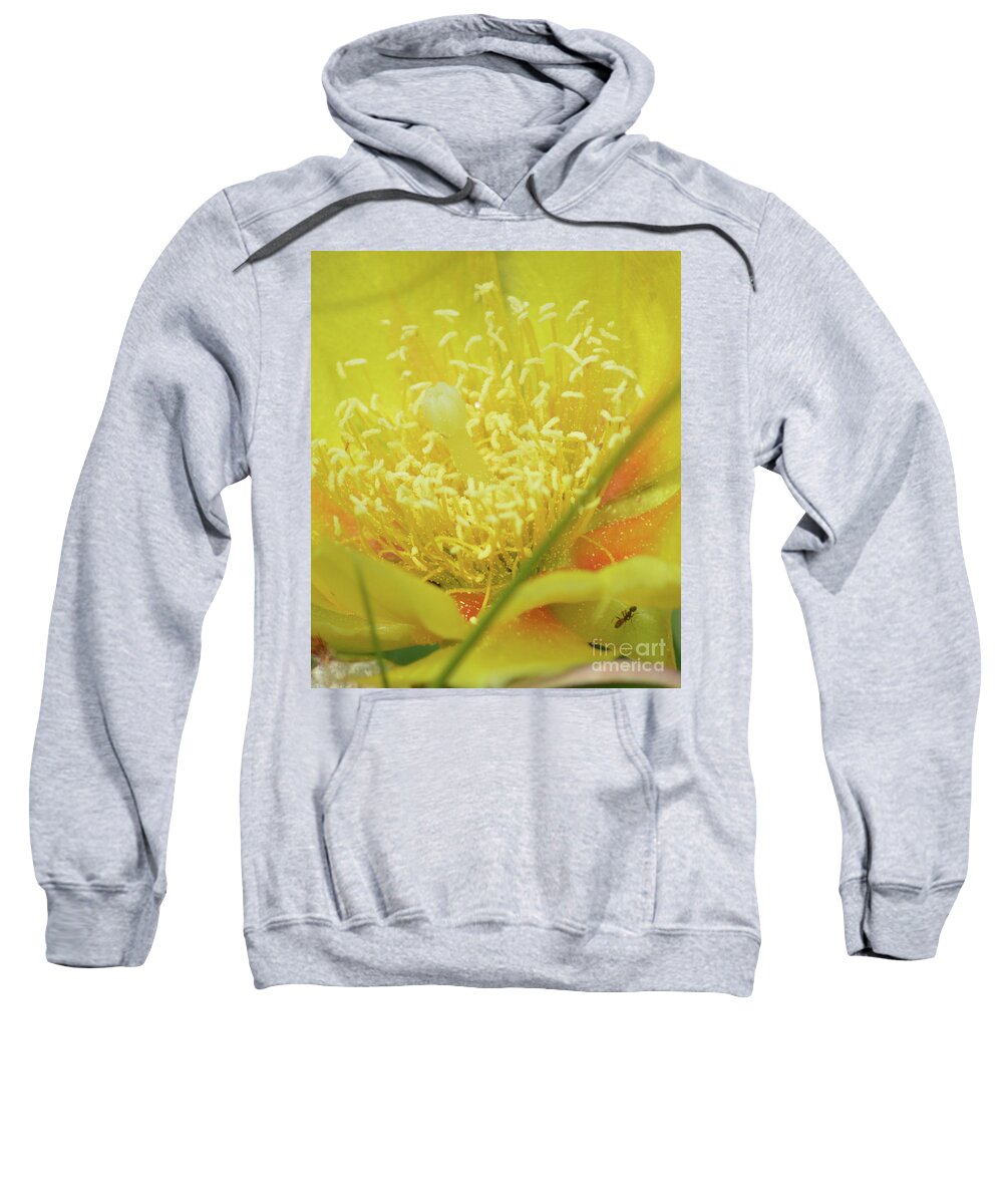 Cactus Sweatshirt featuring the photograph Ant on Cactus Flower I by Aicy Karbstein