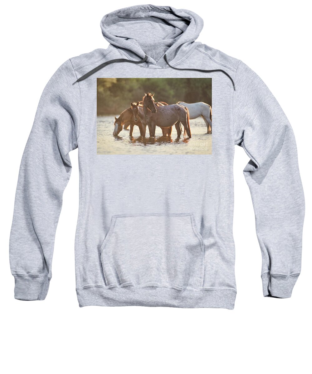 Salt River Wild Horses Sweatshirt featuring the photograph Bird on a Horse by Shannon Hastings