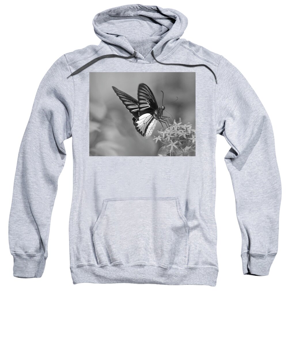 Disk1215 Sweatshirt featuring the photograph Birdwing Butterfly Feeding by Tim Fitzharris