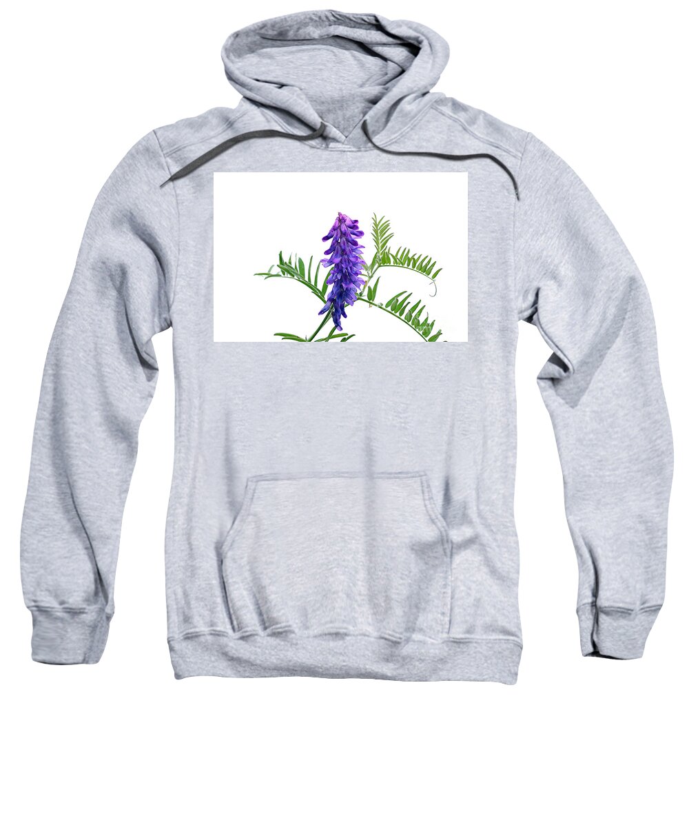 Pea Sweatshirt featuring the photograph Blue Vetch Vicia species dainty cluster bluish purple wildflowers white background green leaf by Robert C Paulson Jr