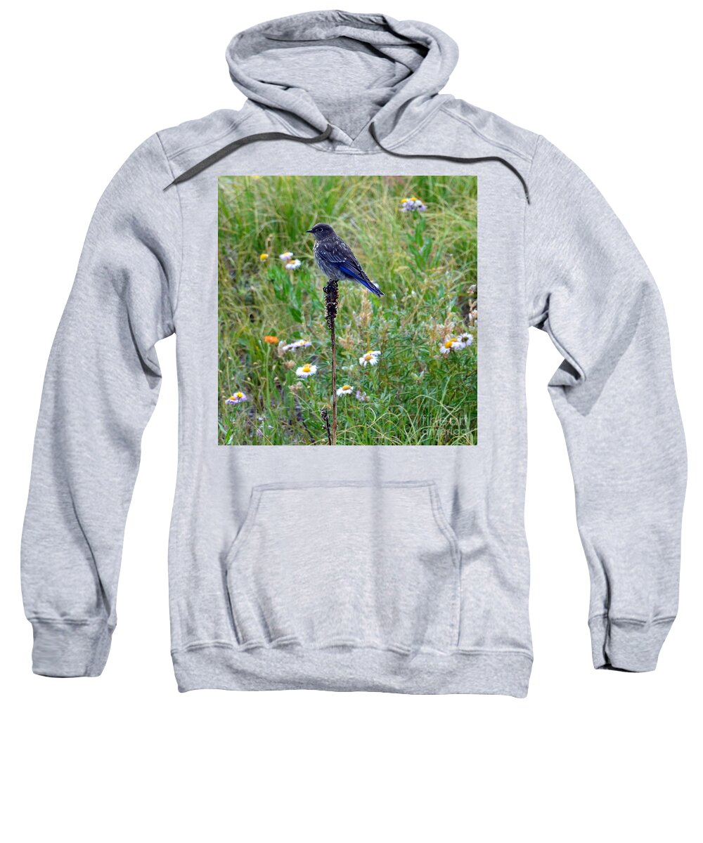 Bluebird Sweatshirt featuring the photograph Bluebird Perch by Dorrene BrownButterfield