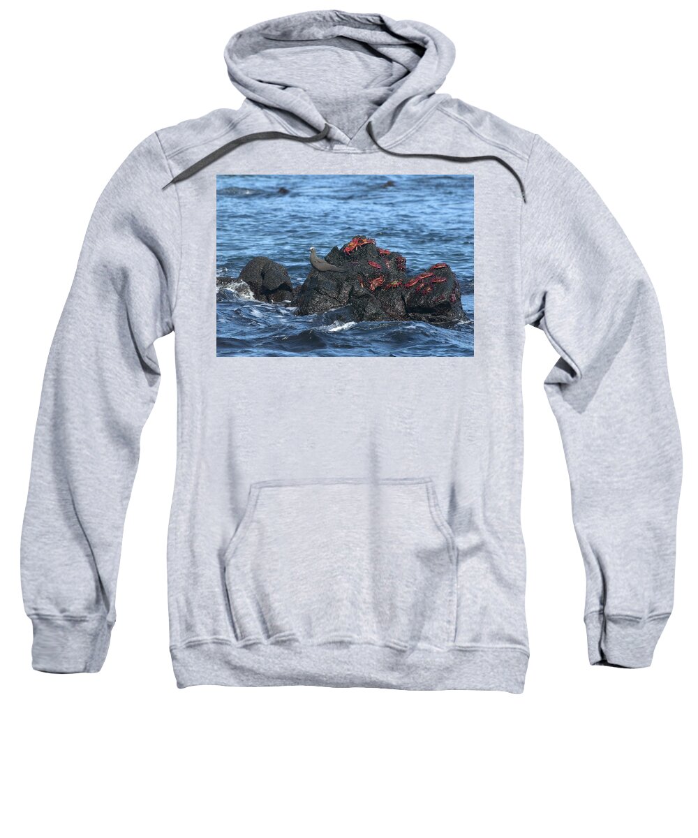 Animal Sweatshirt featuring the photograph Brown Noddy And Sally Lightfoot Crabs by Michael Lustbader