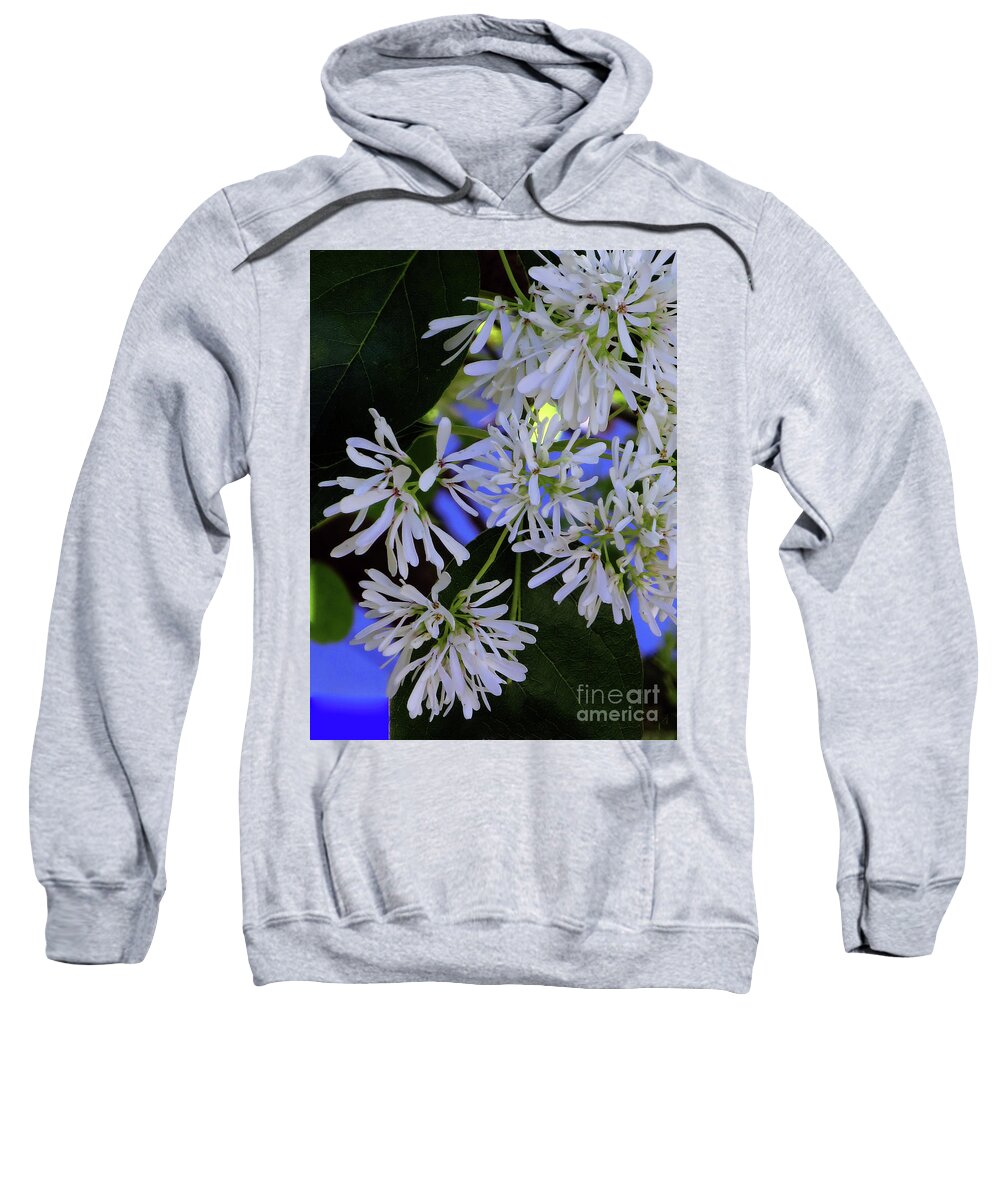 Flower Sweatshirt featuring the photograph Carly's Tree - The Delicate Grow Strong by Rick Locke - Out of the Corner of My Eye