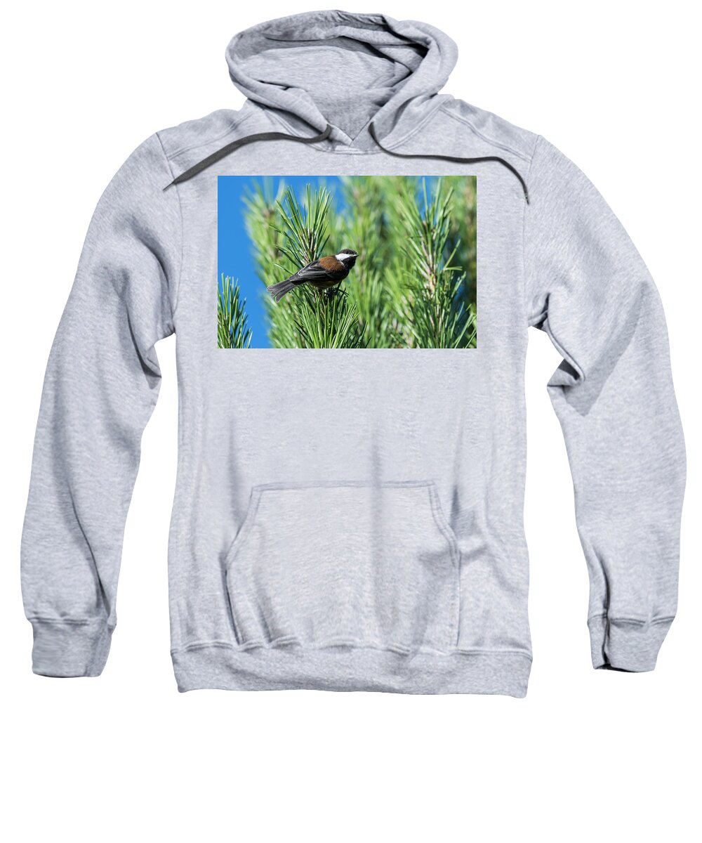 Animals Sweatshirt featuring the photograph Chestnut-backed Chickadee by Robert Potts