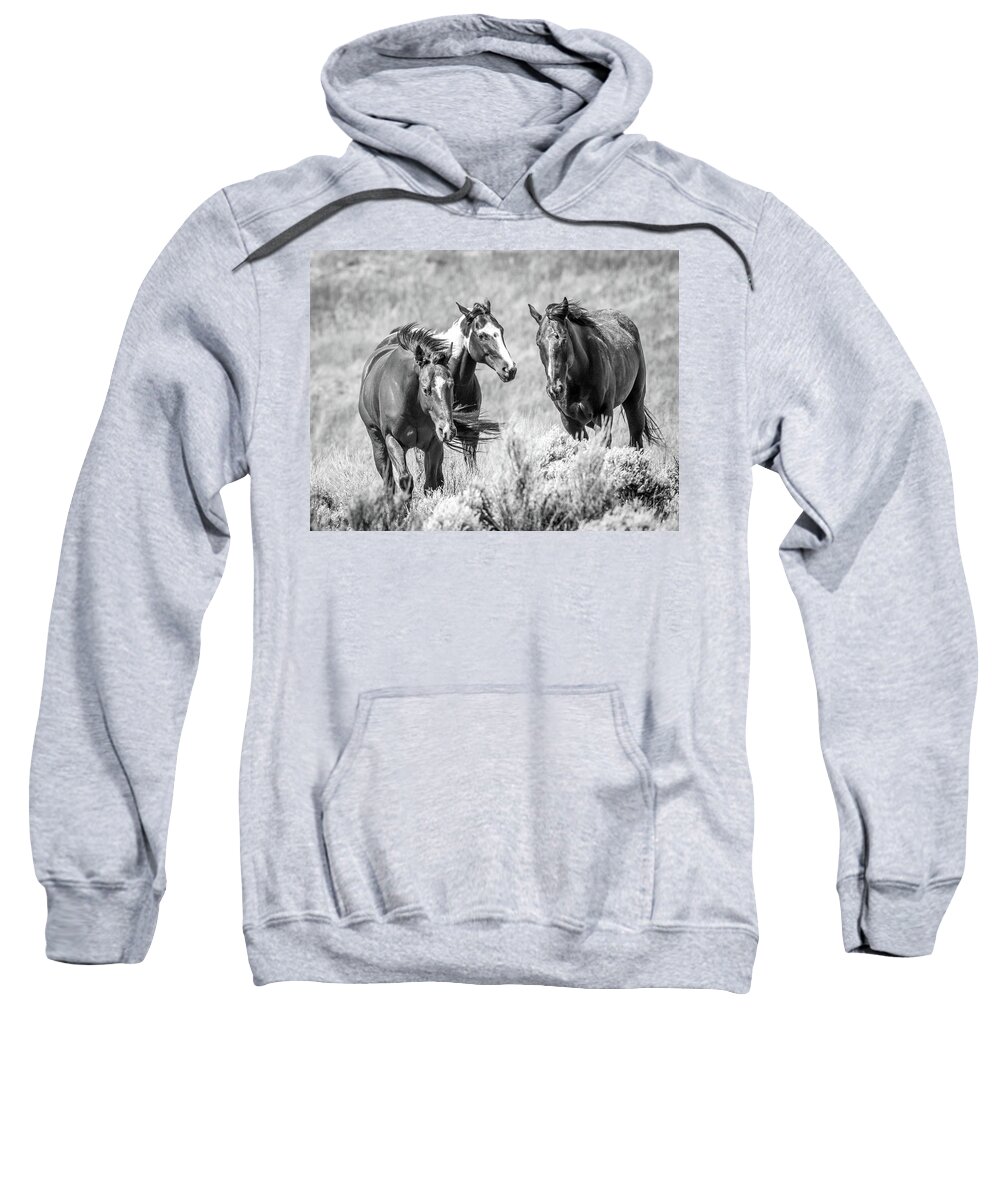 Grosbeak Sweatshirt featuring the photograph Colorado's Finest by Kevin Dietrich