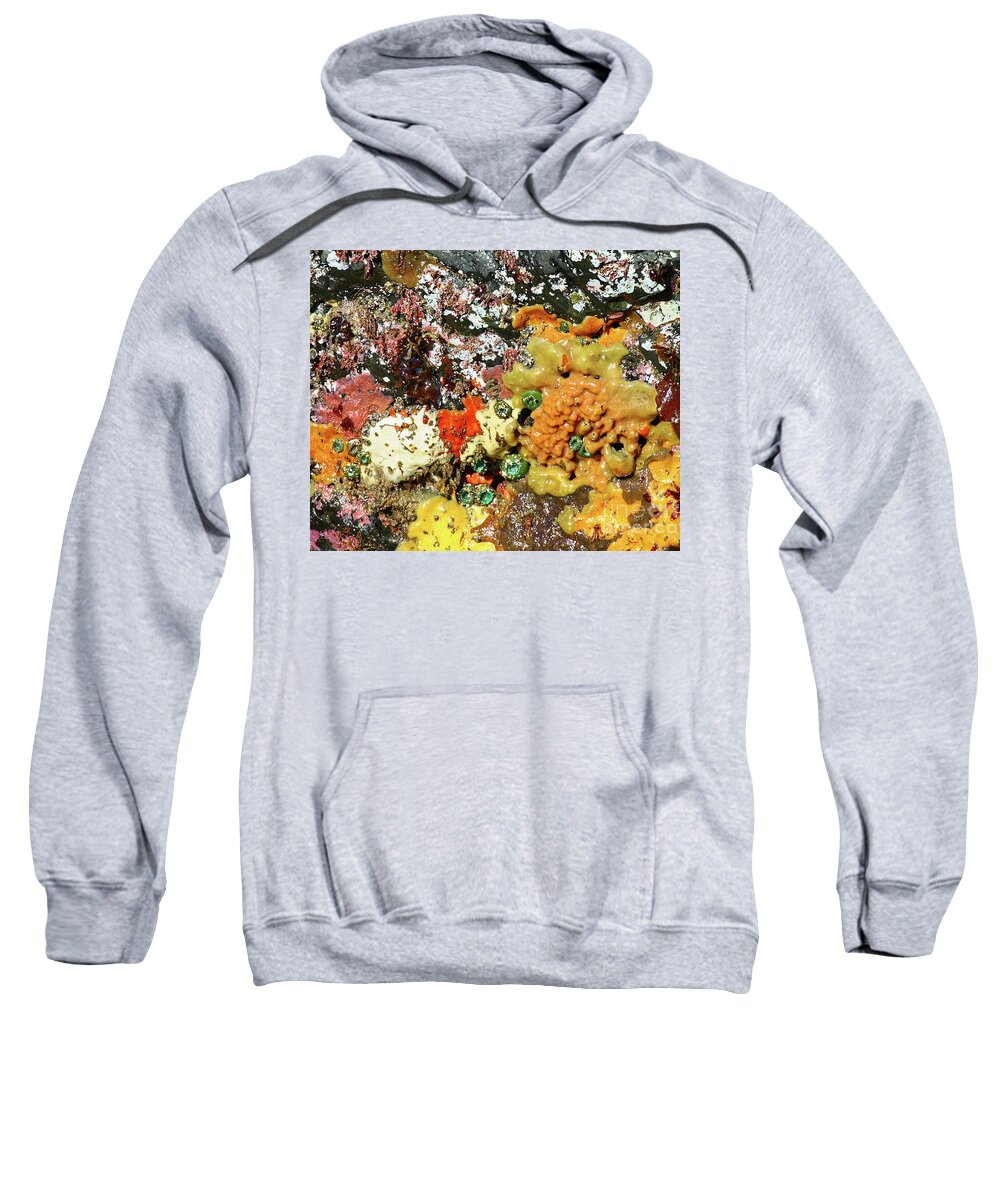 Close Up Sweatshirt featuring the photograph Colorful ocean sponges at low tide Oregon USA by Robert C Paulson Jr