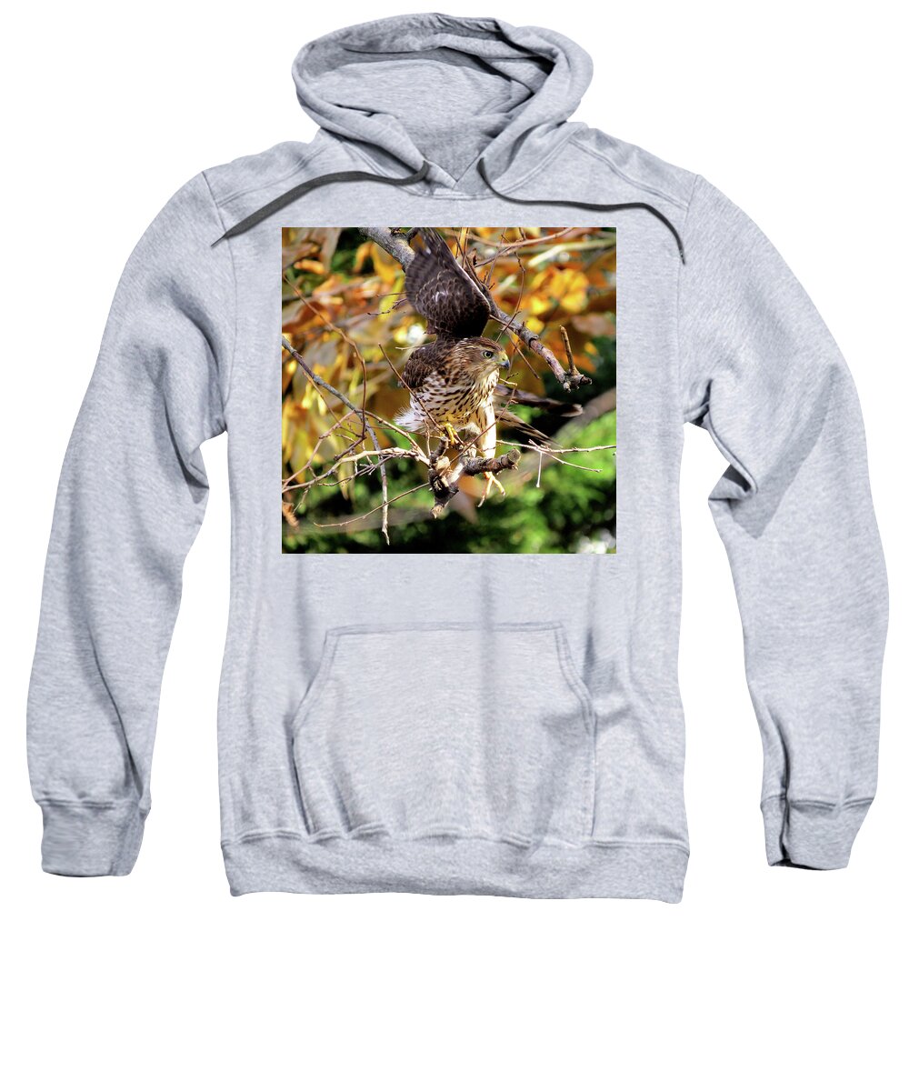Cooper's Hawk Sweatshirt featuring the photograph Cooper's Hawk on the Hunt by Linda Stern