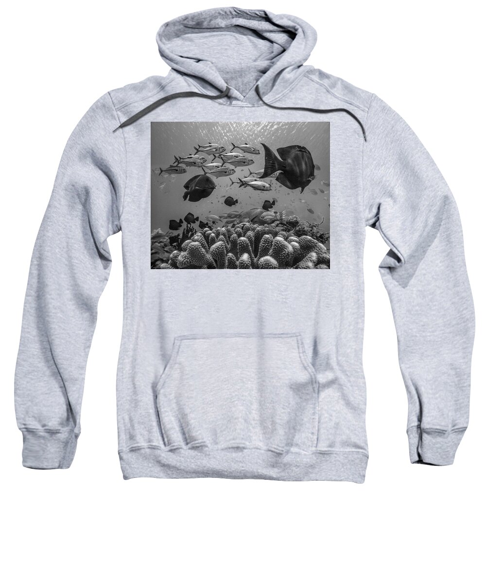Disk1215 Sweatshirt featuring the photograph Coral Reef Diversity by Tim Fitzharris