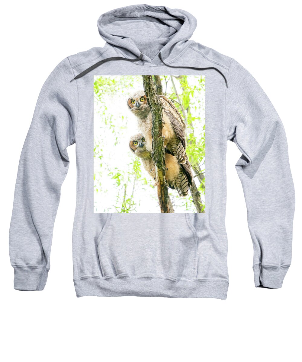 Great Horned Owl Sweatshirt featuring the photograph Curious Great Horned Owl Babies by Judi Dressler