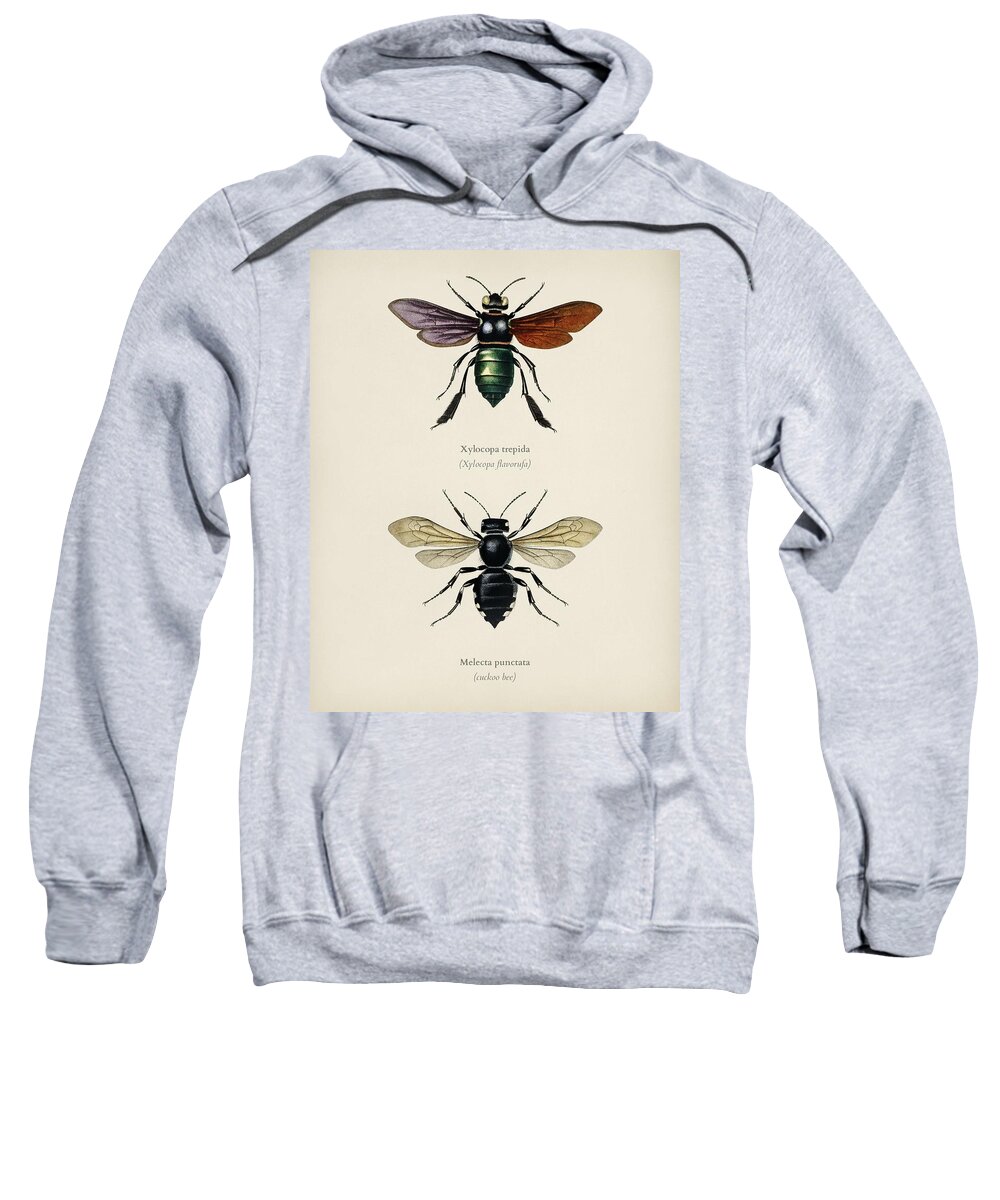 Insect Sweatshirt featuring the painting Different types of beetles illustrated by Charles Dessalines D' Orbigny 1806-1876 10 by Celestial Images