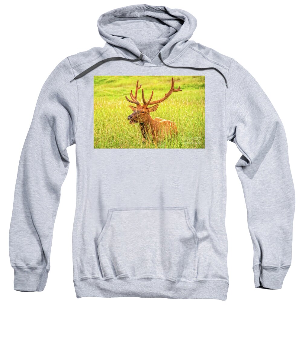 Elk Sweatshirt featuring the photograph Elk by Dheeraj Mutha