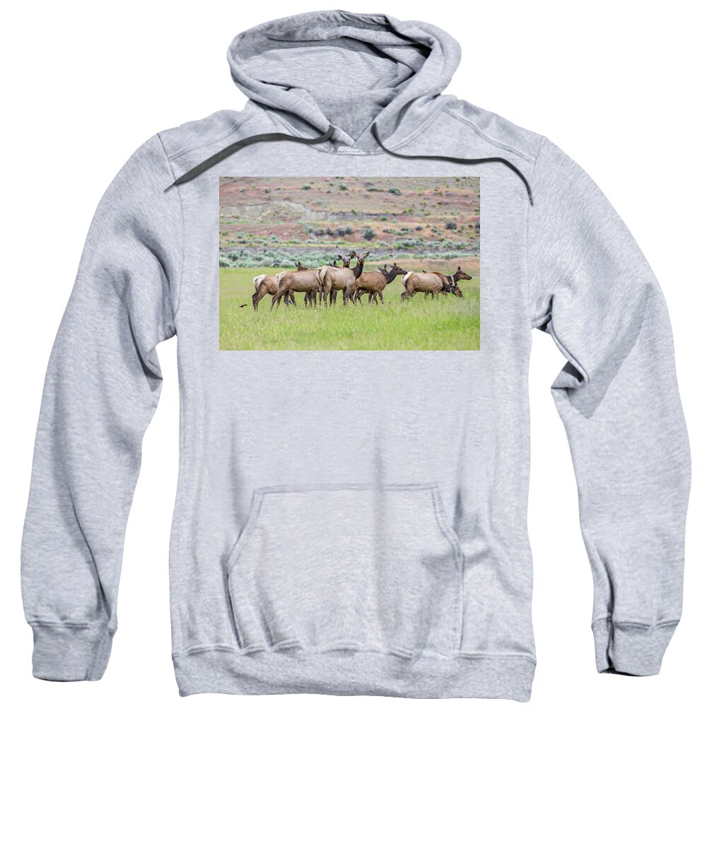 Elk Sweatshirt featuring the photograph Female Elk Herd by Julieta Belmont