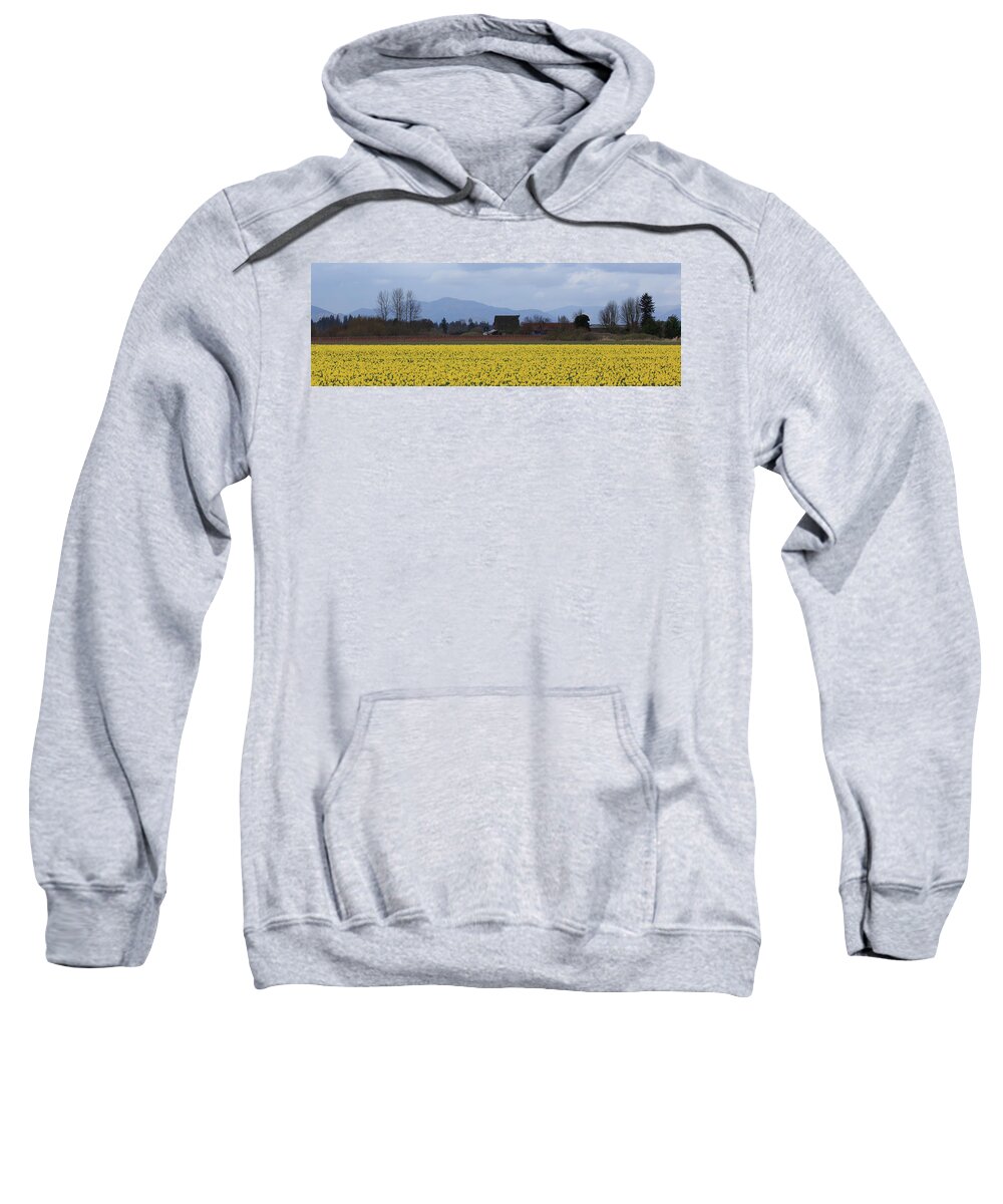 Pano Sweatshirt featuring the photograph Fields of Daffodils by Briand Sanderson