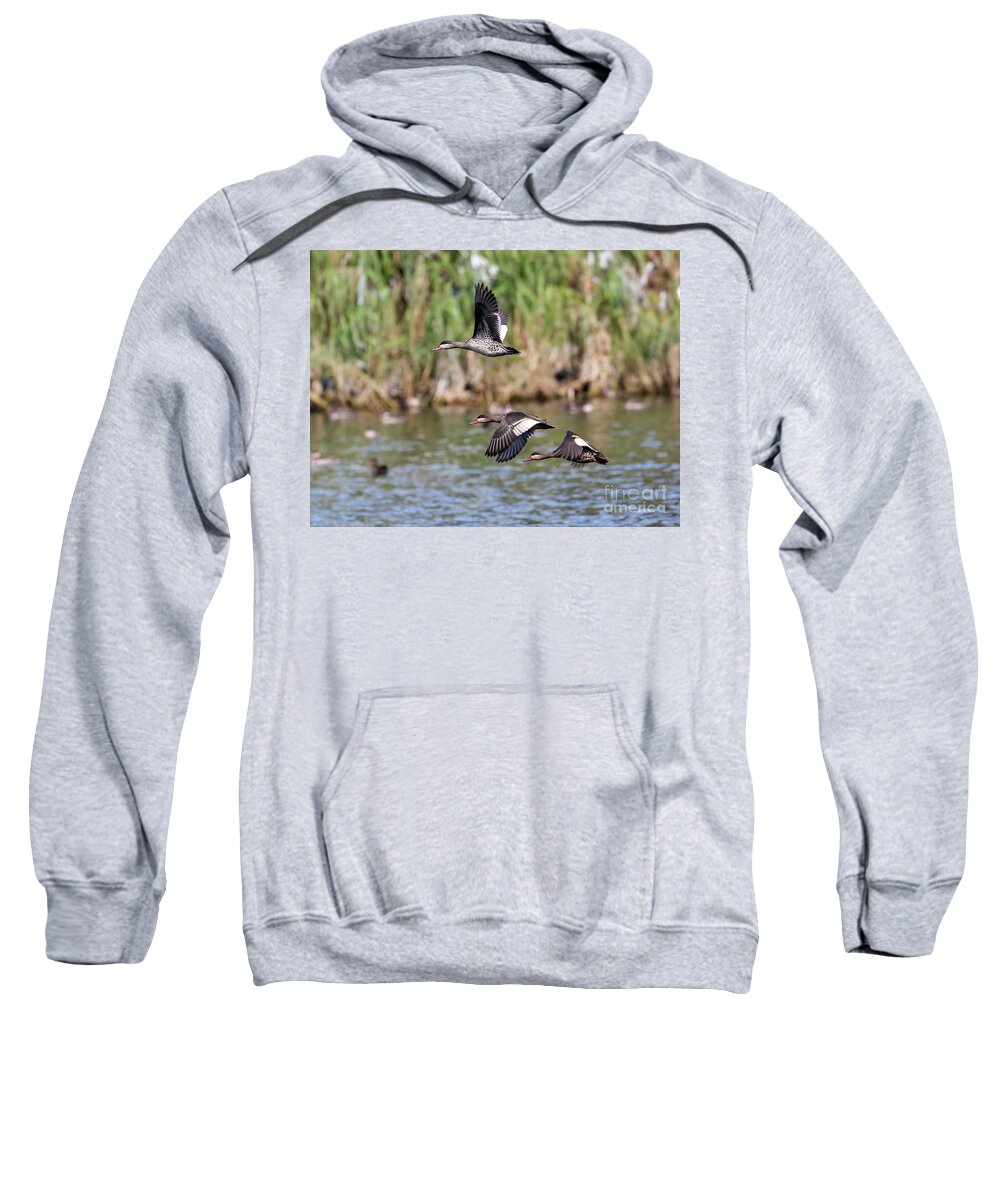 Bird Sweatshirt featuring the photograph Flying Red-billed Teals by Claudio Maioli