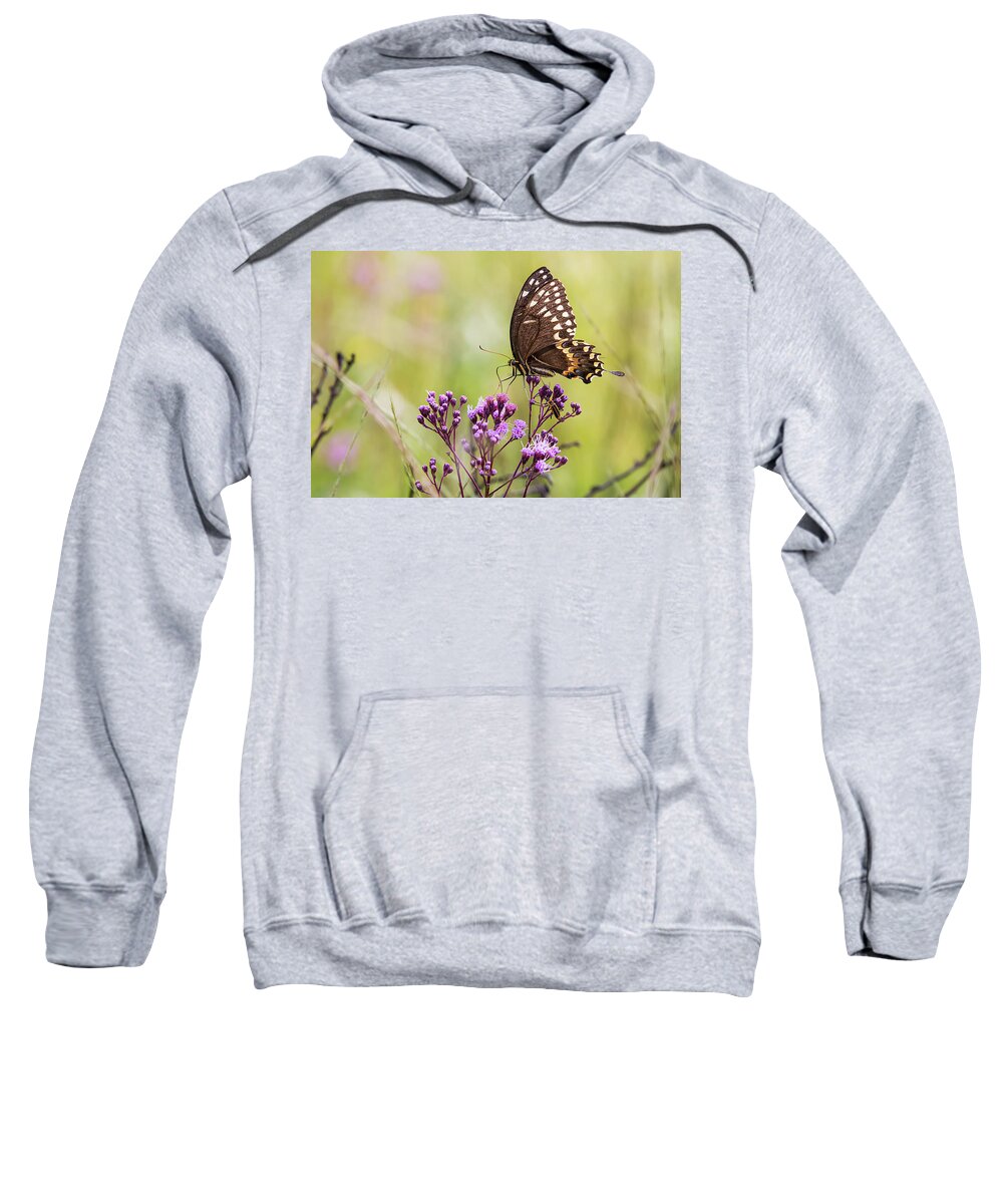Butterfly Sweatshirt featuring the photograph Fragile Wings by Bob Decker
