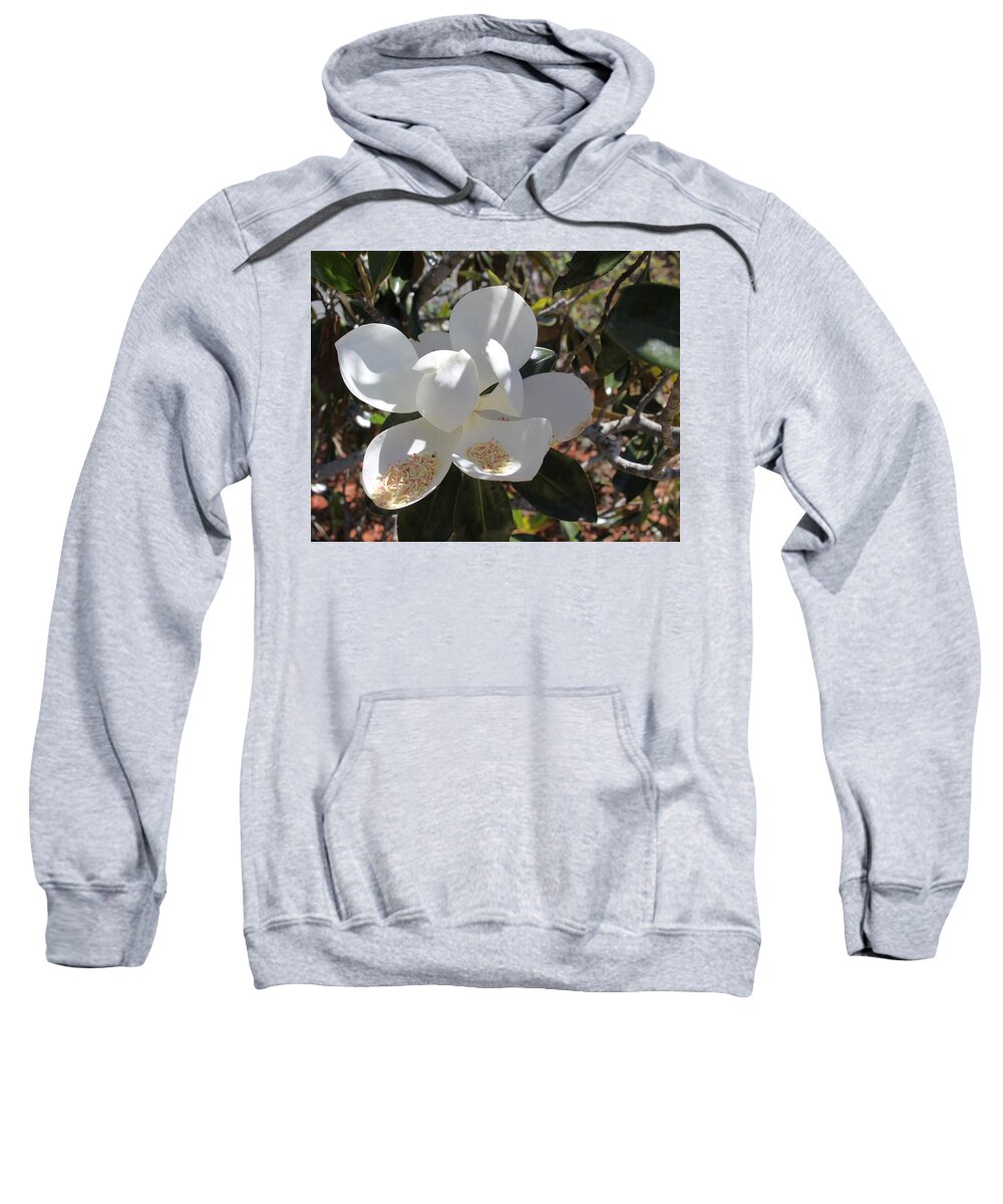 Magnificent White Magnolia Blossoms Sweatshirt featuring the photograph Gigantic White Magnolia Blossoms Blowing in the Wind by Philip And Robbie Bracco
