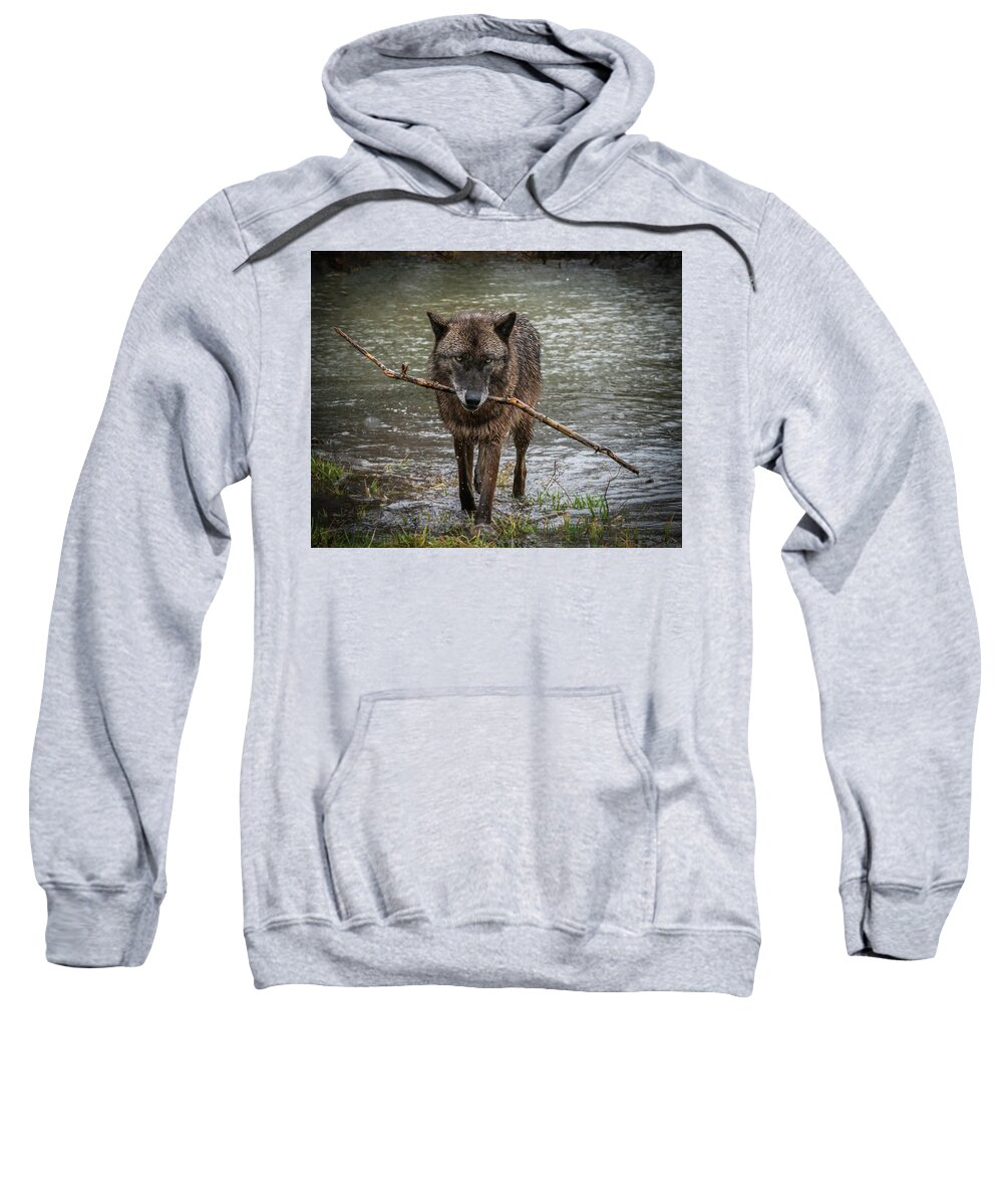 Black Wolf Wolves Sweatshirt featuring the photograph Got the Stick by Laura Hedien