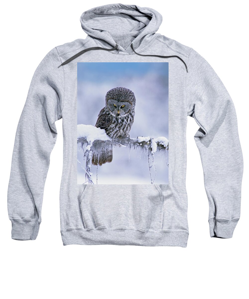 00586269 Sweatshirt featuring the photograph Great Gray Owl In Winter, North America by Tim Fitzharris
