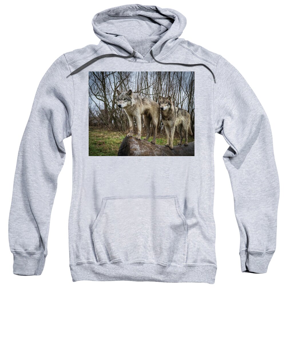 Wolves Wolf Sweatshirt featuring the photograph Hangin on the Log by Laura Hedien
