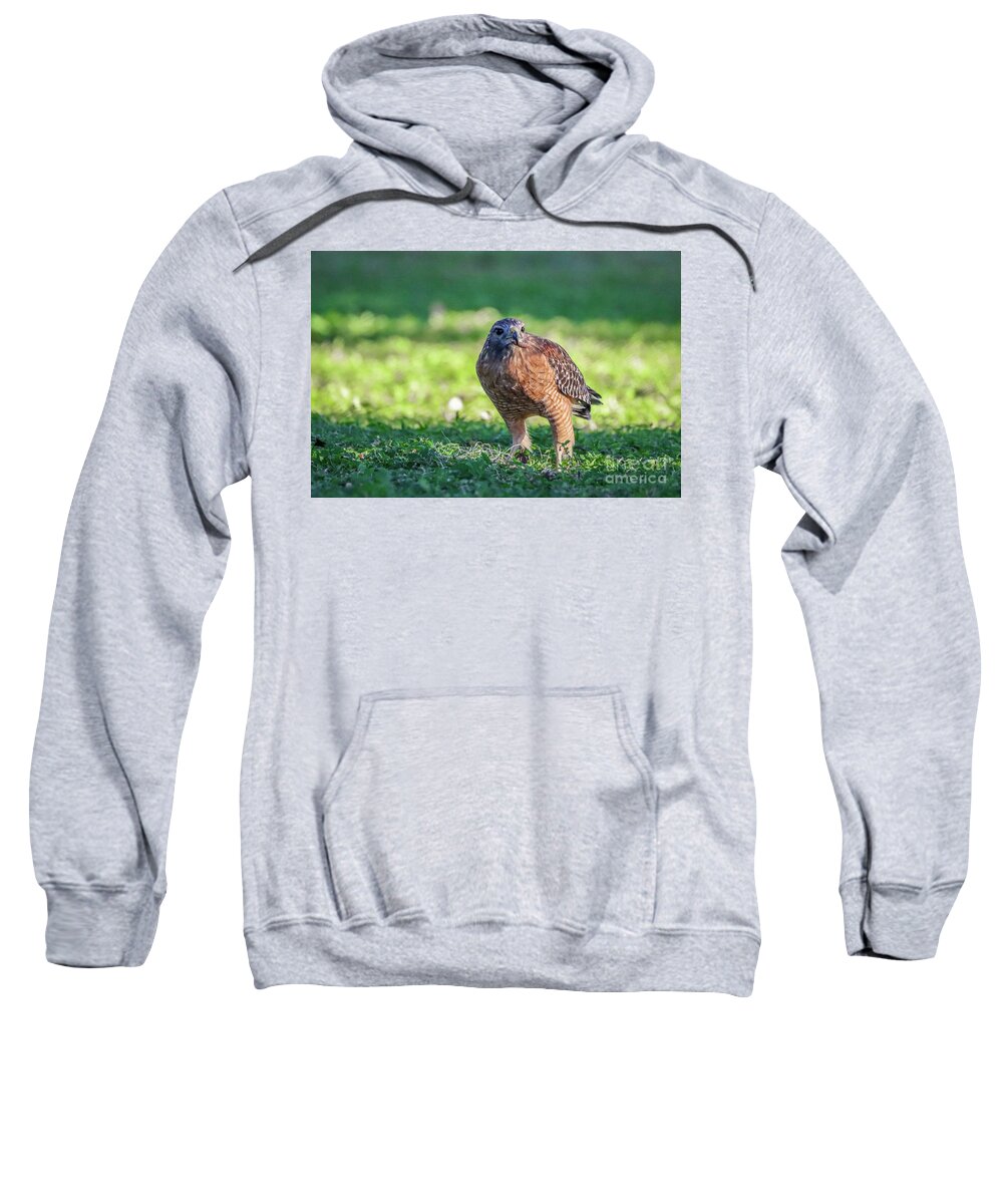 Hawk Sweatshirt featuring the photograph Hawk with Breakfast by Tom Claud